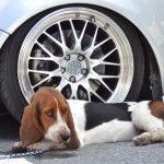 fitted_ottawa_vw_dog